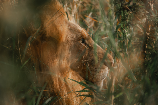 Lions of Africa Wildlife photography JackalBerry SA Photography