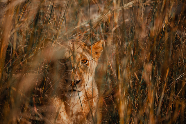 Lions of africa JackalBerry SA Photography