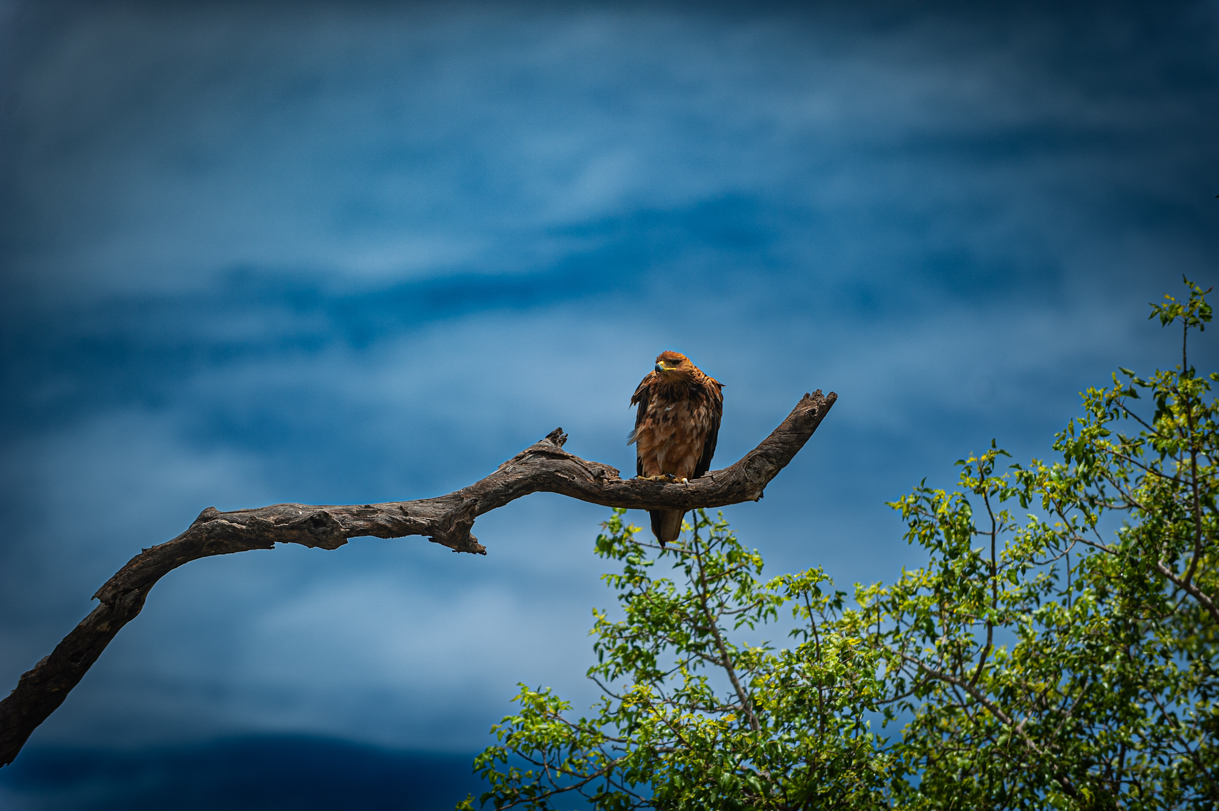 Birds of Prey Wild life photography JackalBerry SA Photography