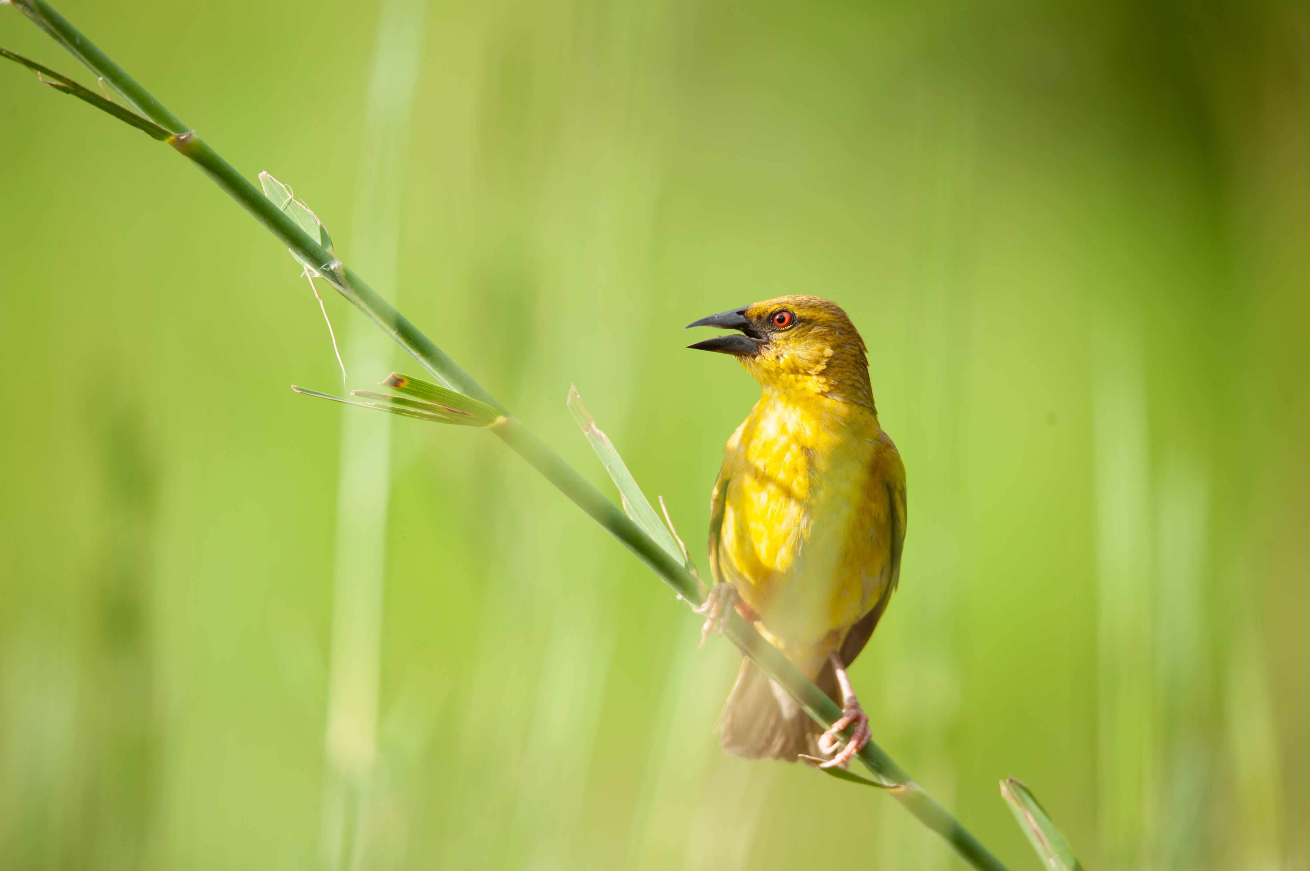 Weavers JackalBerry SA Photography