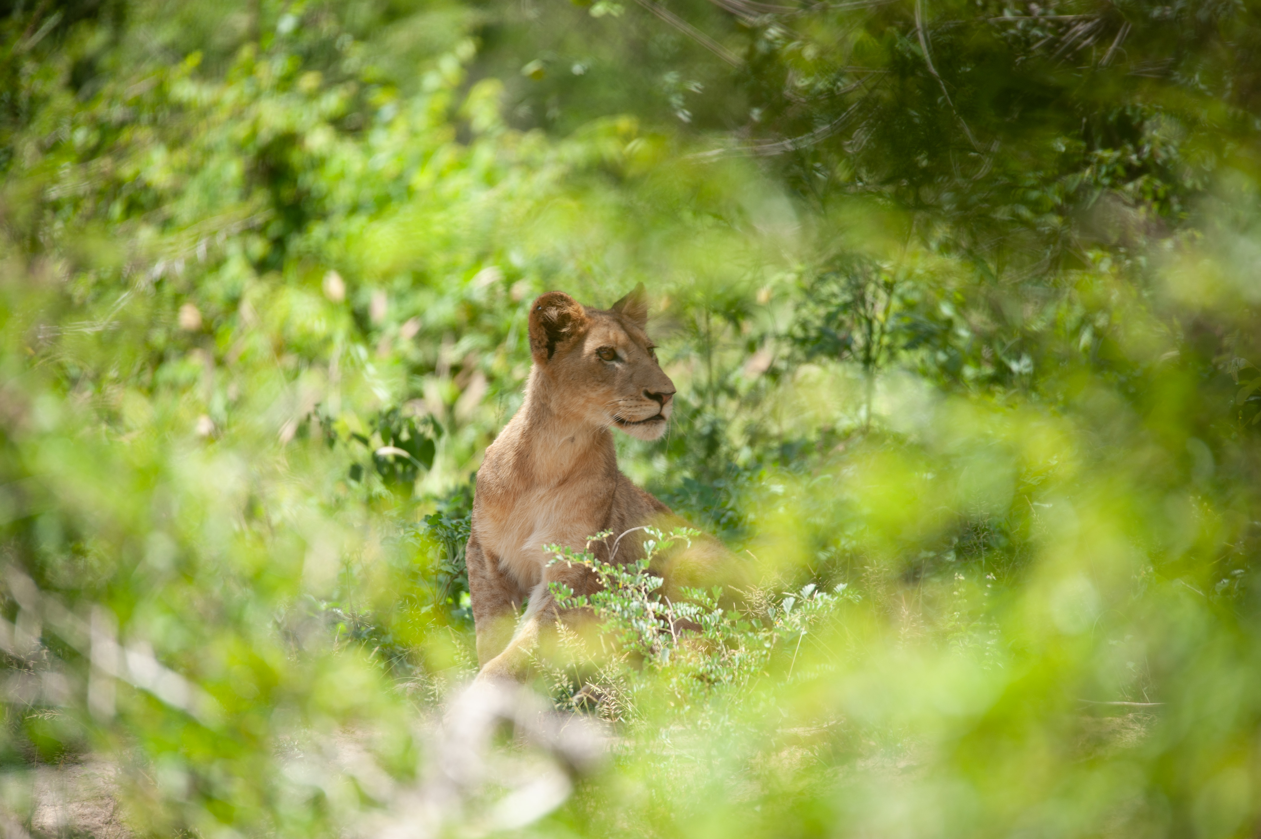 Lions of Africa JackalBerry SA Photography