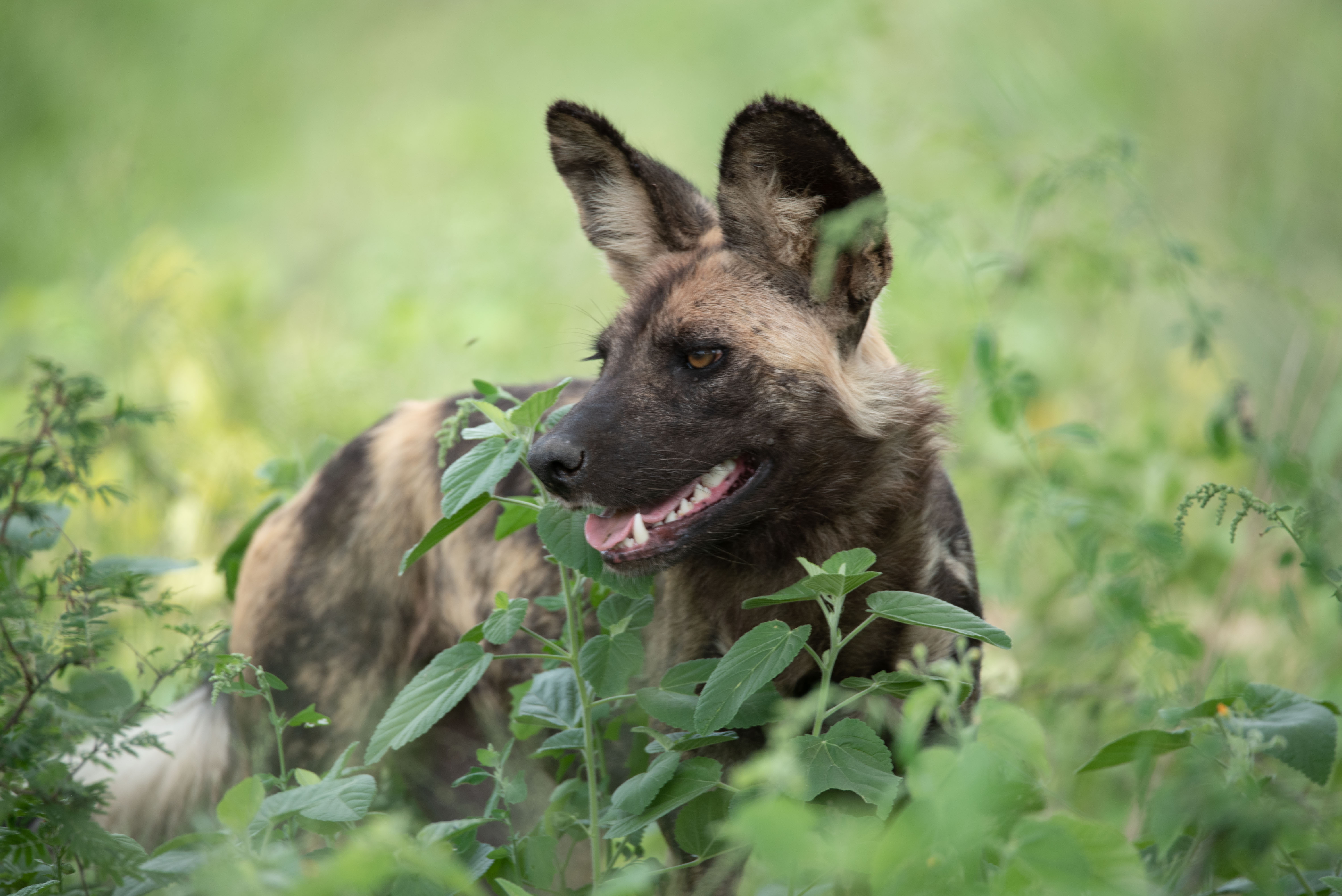 Wild dogs photography JackalBerry SA